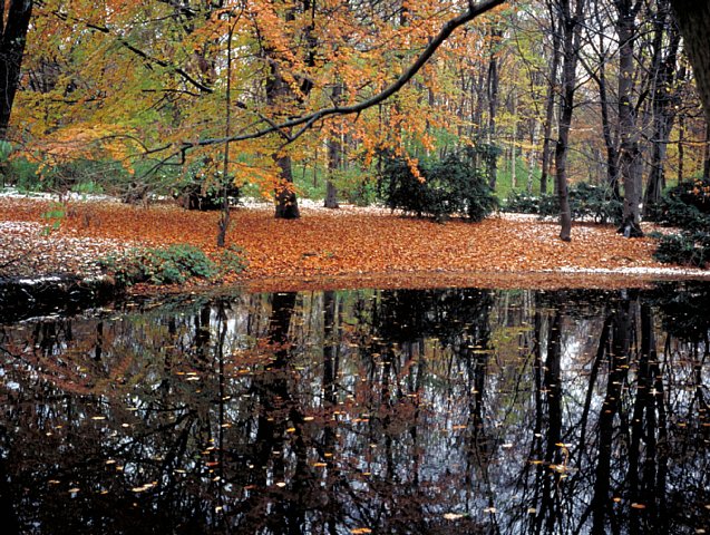 17-8 Tiergarten, Berlin, Germany, November 1999/ Leica Minilux Summarit 40mm Kodak EBX