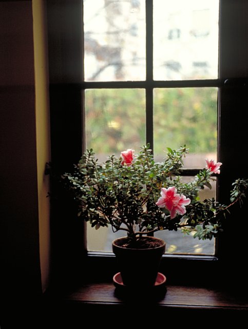 18-11 Goethe House, Frankurt am Main, Germany, November 1999/ Leica Minilux Summarit 40mm Kodak EBX